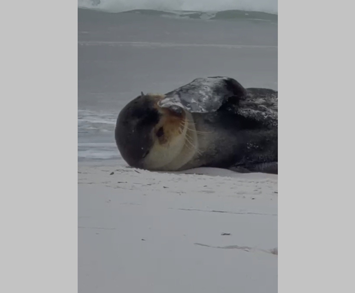 VÍDEO: lobo-marinho aparece em praia de Monte Alto, em Arraial do Cabo