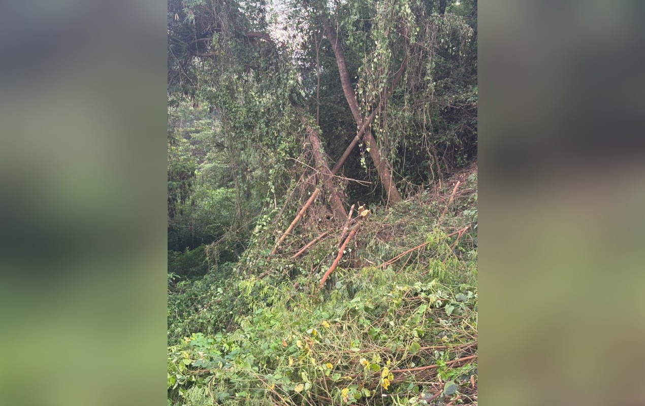 Ativista denuncia corte de árvores perto do Rio Sorocaba; CPFL alega manutenção