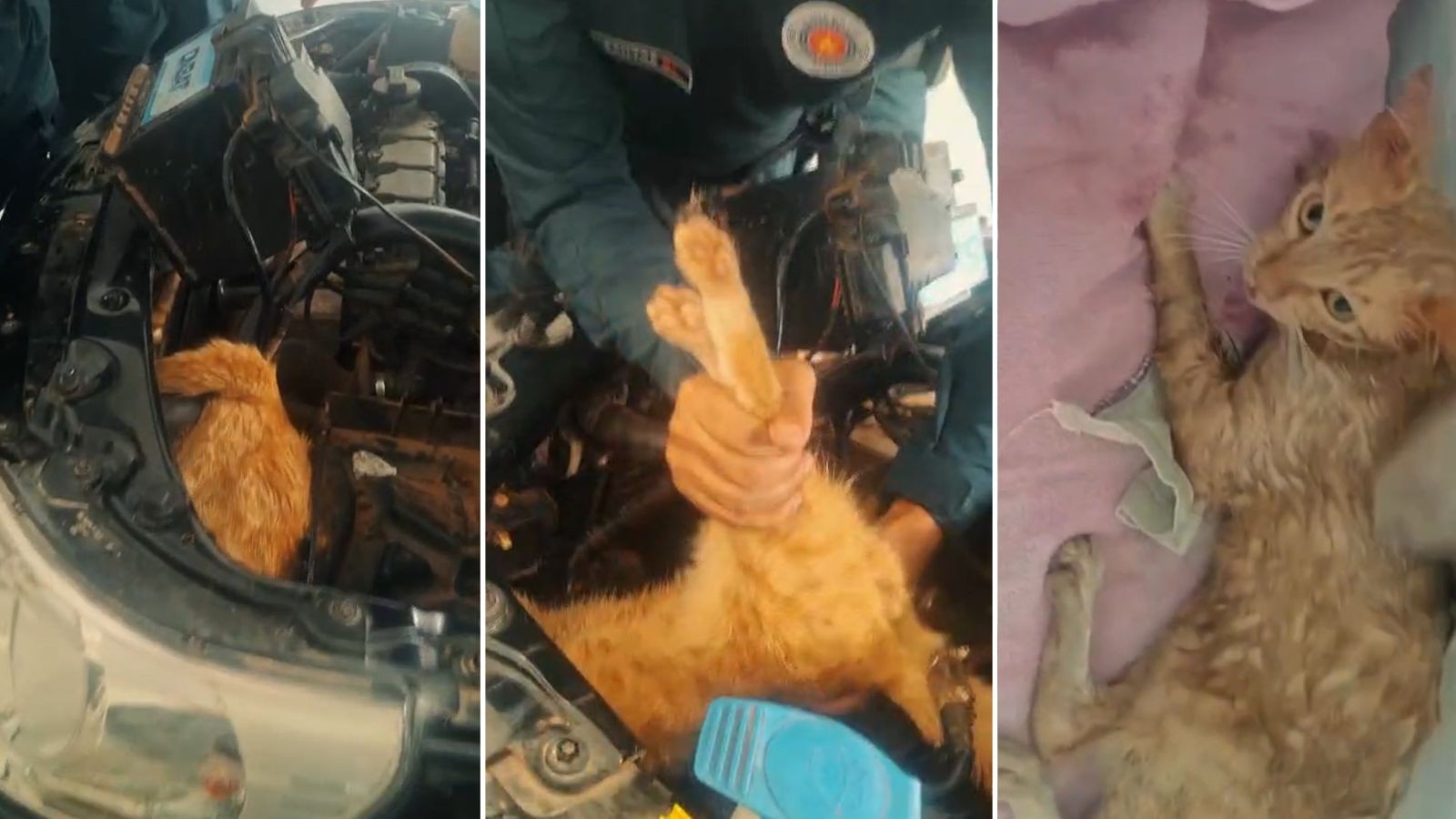 Vídeo: gato é resgatado por policiais após ficar preso por horas em estrutura de carro no interior do Piauí