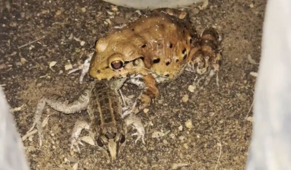 VÍDEO: Biólogo filma rã-pimenta devorando outra rã na Paraíba