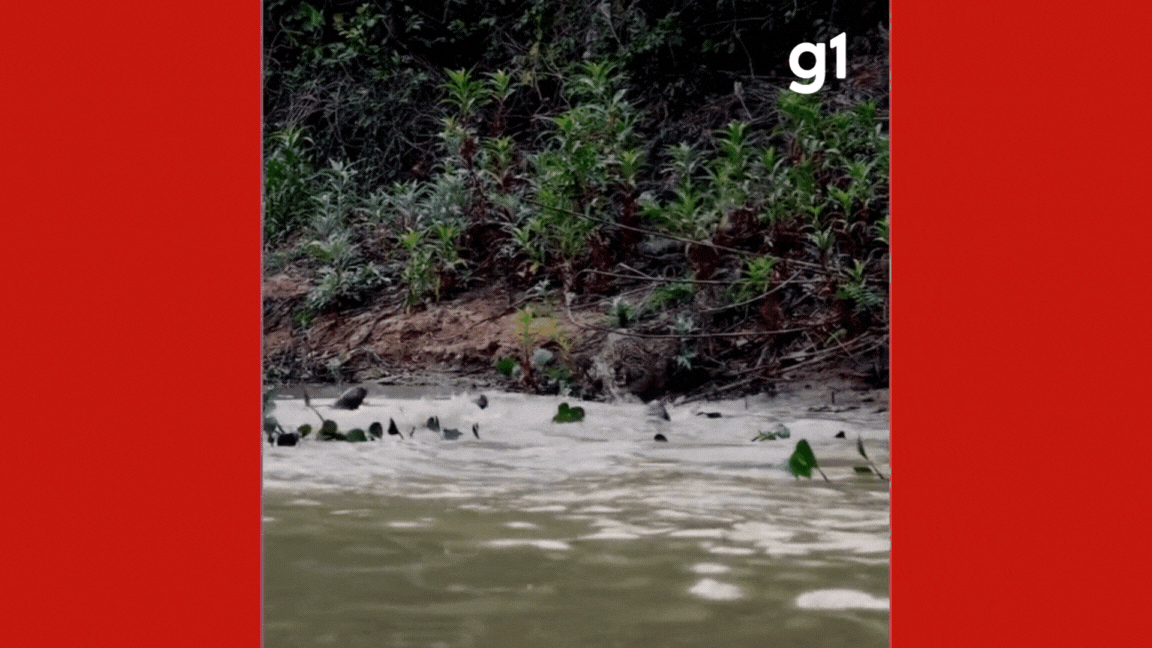 Briga por território: grupo de ariranhas espantam onça-pintada em rio no Pantanal de MT 