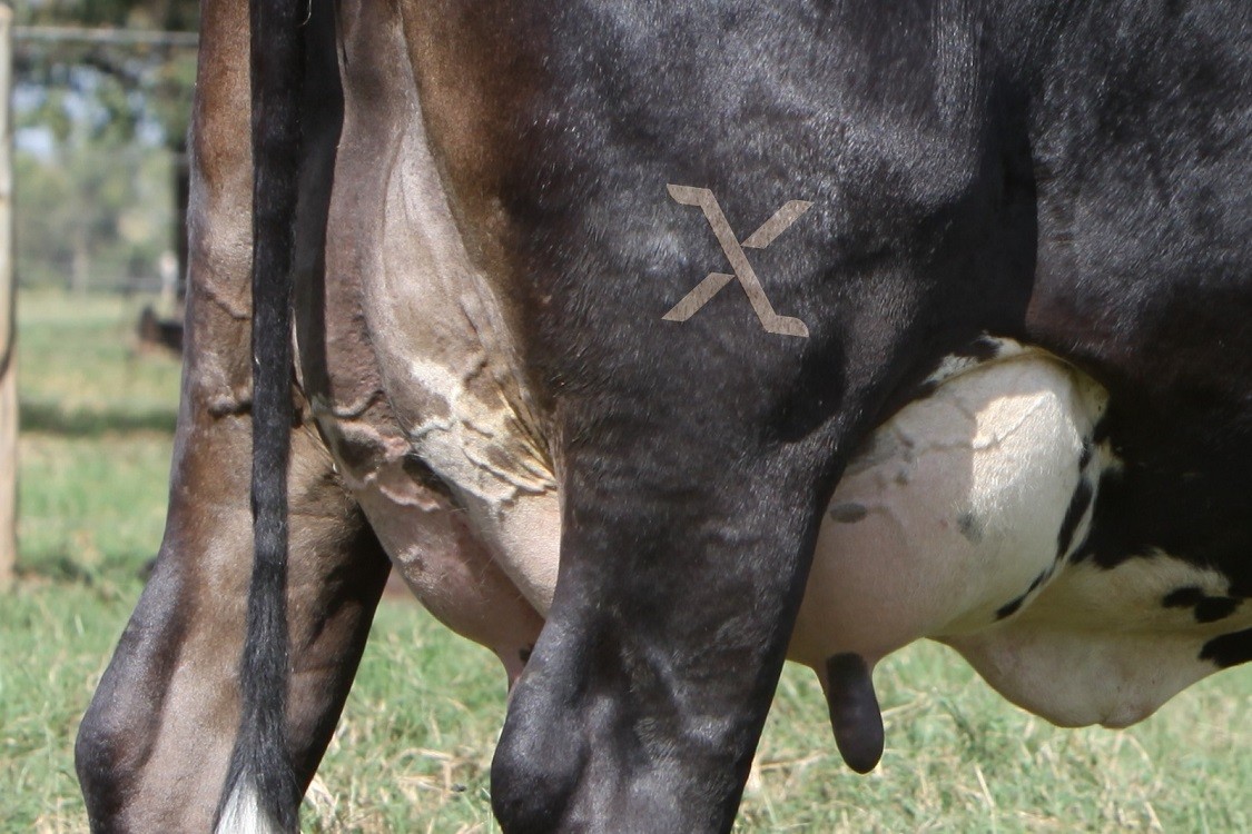 ABCZ lança marca F1 Max para certificar fêmeas leiteiras com genética superior