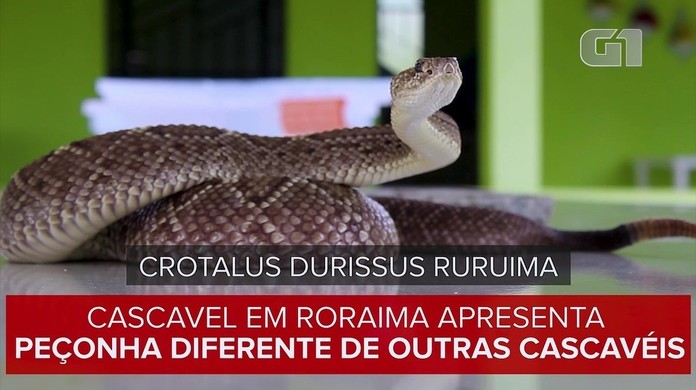 Cascavel nativa de Roraima tem veneno mais difícil de controlar