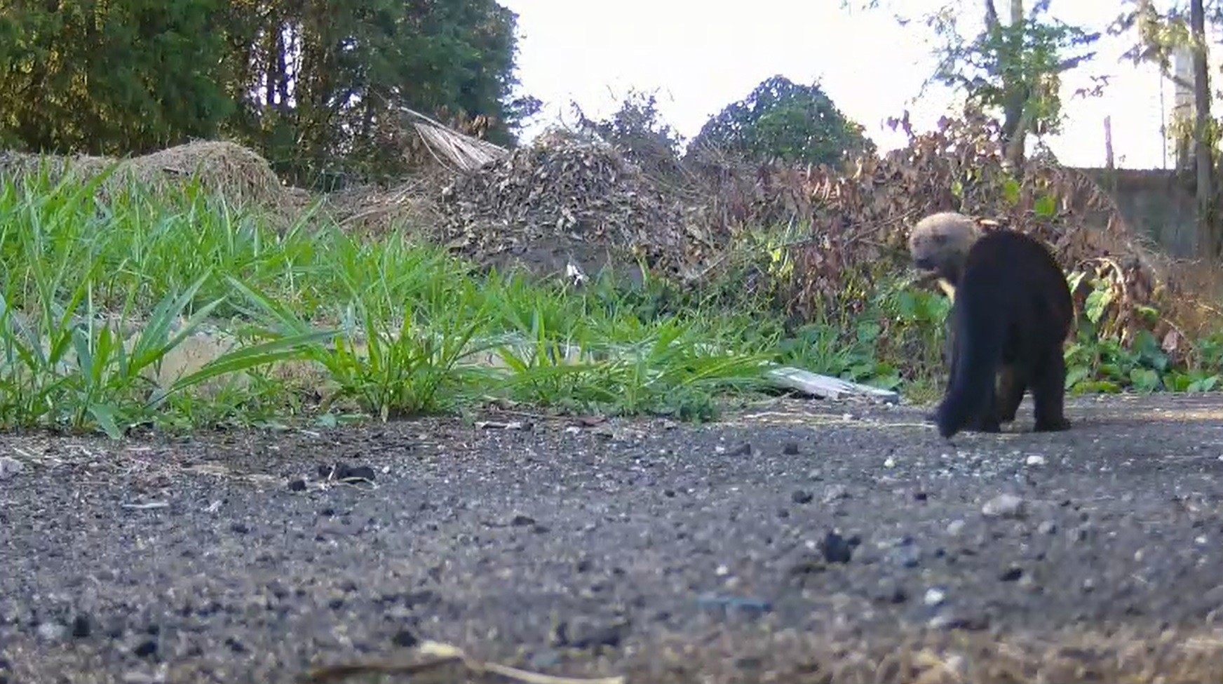 Irara típica da Mata Atlântica passa a 'morar' no quintal da TV Diário