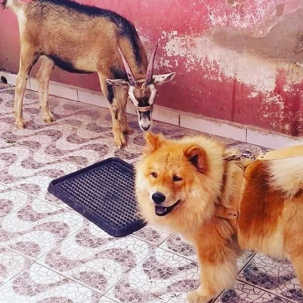 Luck, o bode, convive tranquilamente com outros animais, amigos e vizinhos — Foto: Arquivo pessoal/Marinalva Dionízio