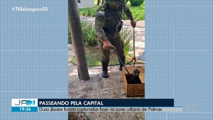 Cobras são resgatadas em diferentes pontos de Palmas; assista