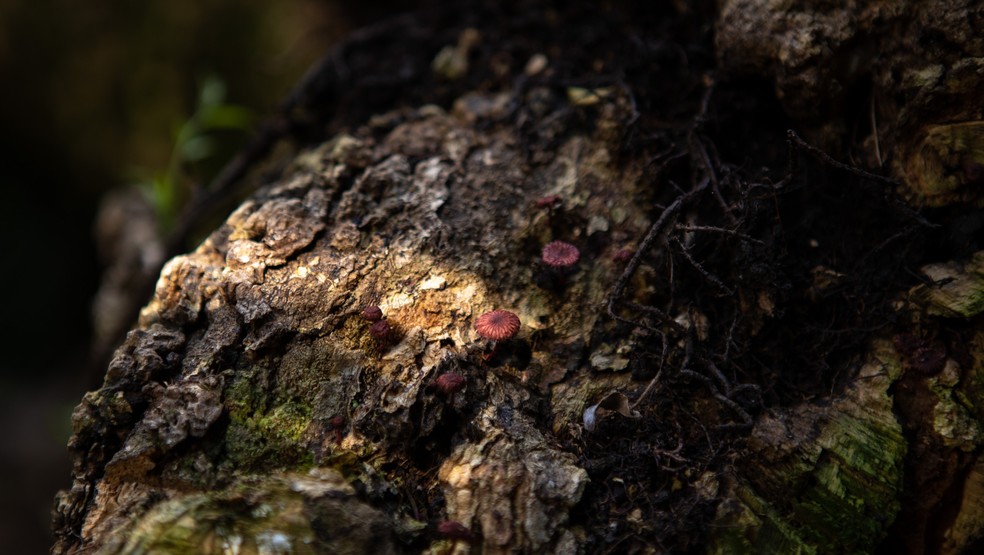 Fungos são vistos na casca de árvore da Floresta Nacional do Tapajós. — Foto: Marcelo Brandt/g1