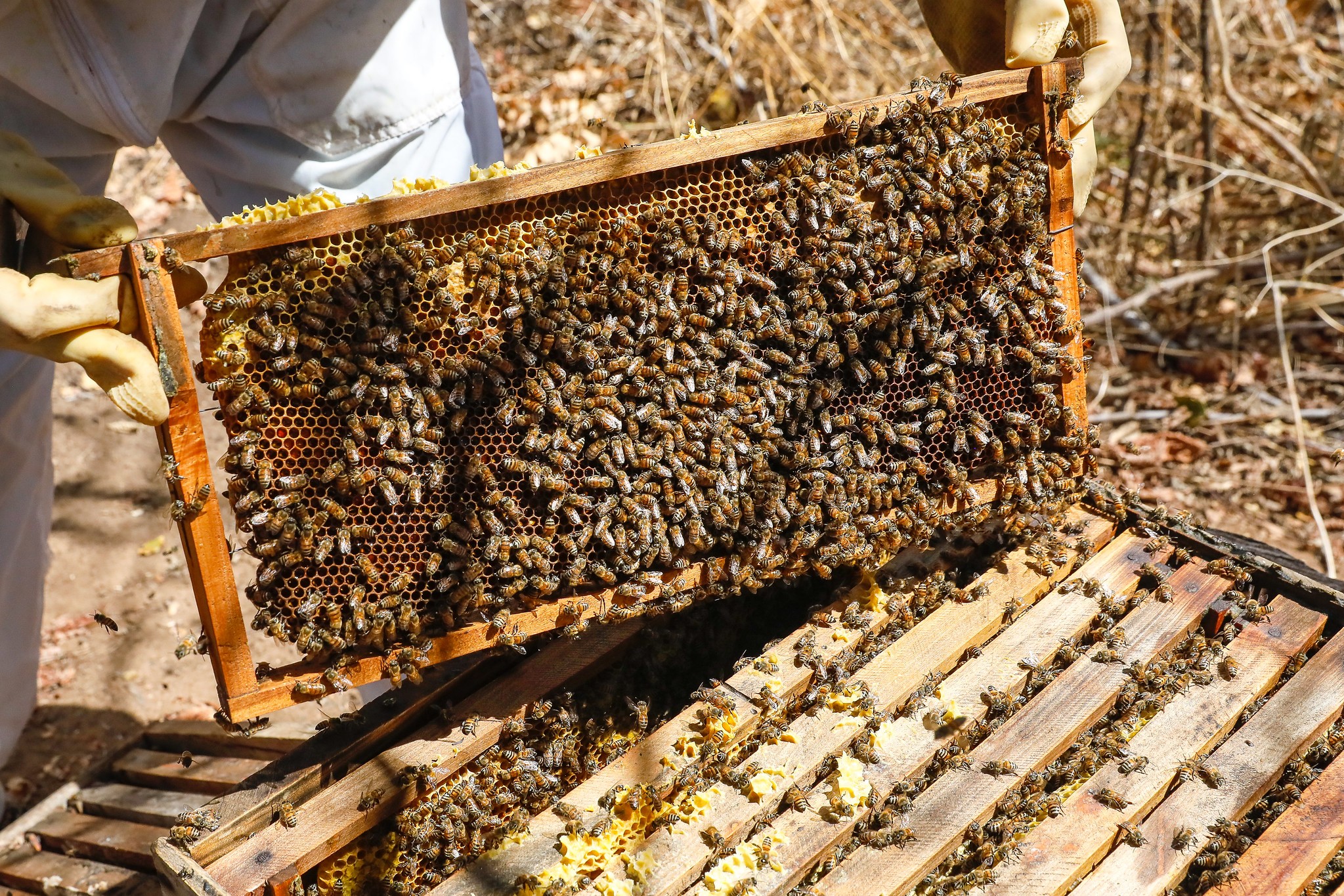 Doença causada por bactéria que afeta criação de abelhas é registrada em SC e gera alerta