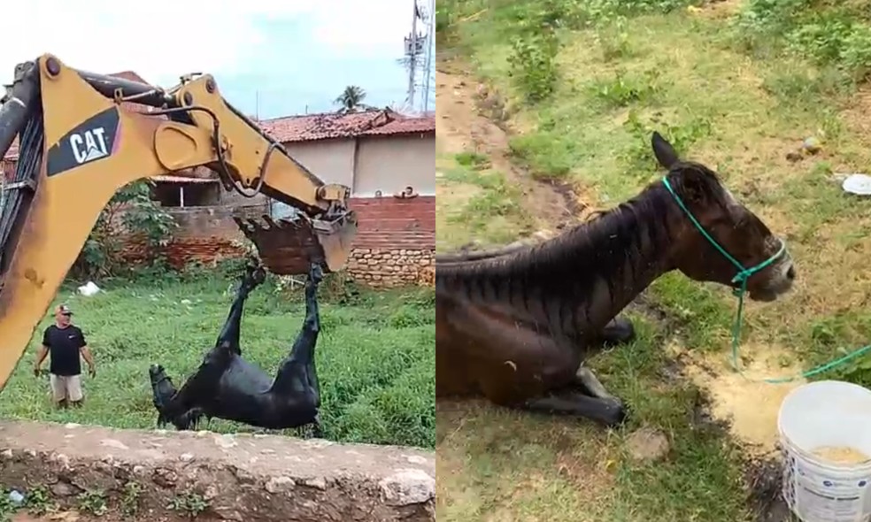 Cavalo ferido é resgatado de valão em Saboeiro, no Ceará. — Foto: Reprodução