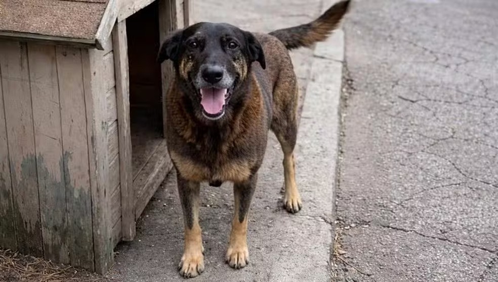 Cachorro Orelhafoi encontrado agonizando por moradores na região da Praia Brava  — Foto: Reprodução