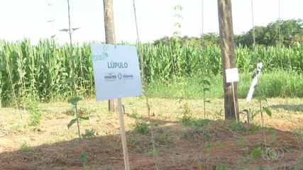 Cultivo de lúpulo é testado como nova fonte de renda no Tocantins