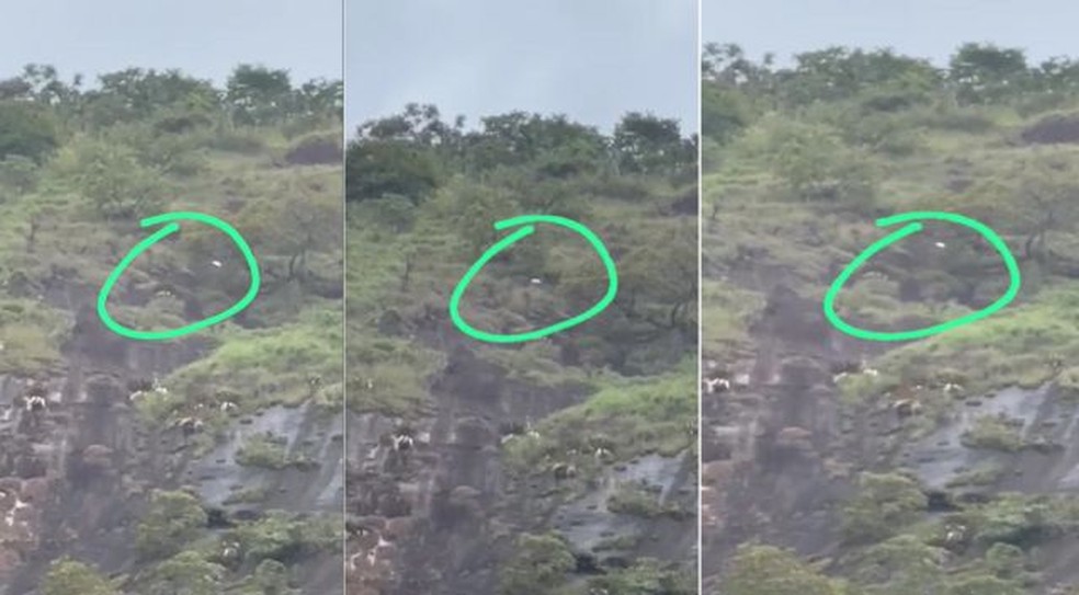 Vídeo feito por Tales em 30 de março mostra animal distante em meio à Mata Atlântica — Foto: Reprodução