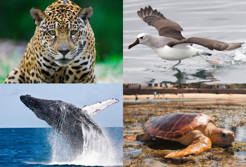 COP15 é um dos maiores eventos ambientais do mundo e vai tratar sobre as espécies migratórias — Foto: Rodrigo Agostinho/Ibama, Instituto Baleia Jubarte, Projeto Tamar