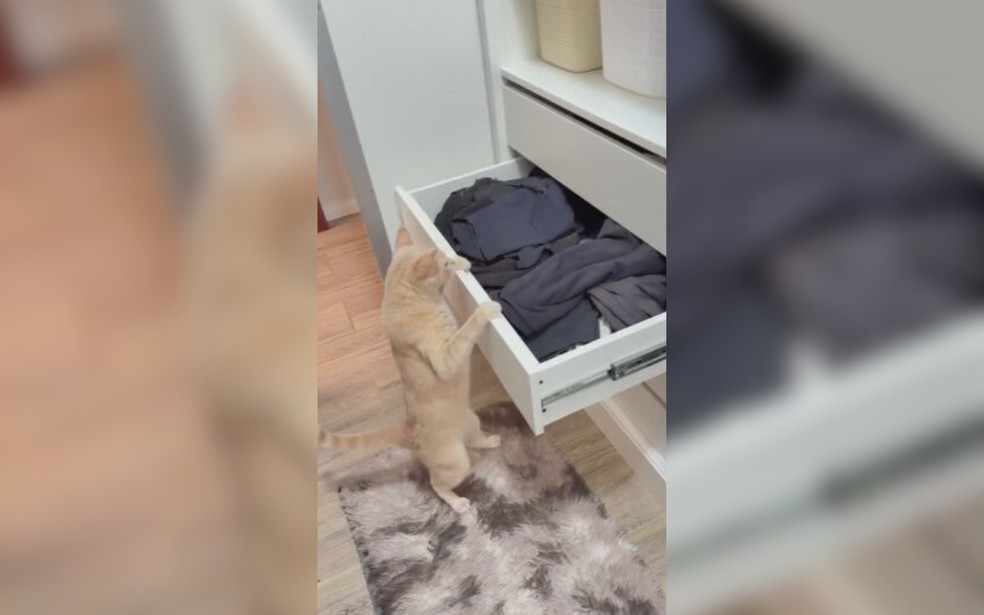 7 de 9
Gatos laranja s&atilde;o realmente mais bagunceiros? Especialista e tutores explicam a fama de 'agente do caos' &mdash; Foto: TV TEM/Reprodu&ccedil;&atilde;o