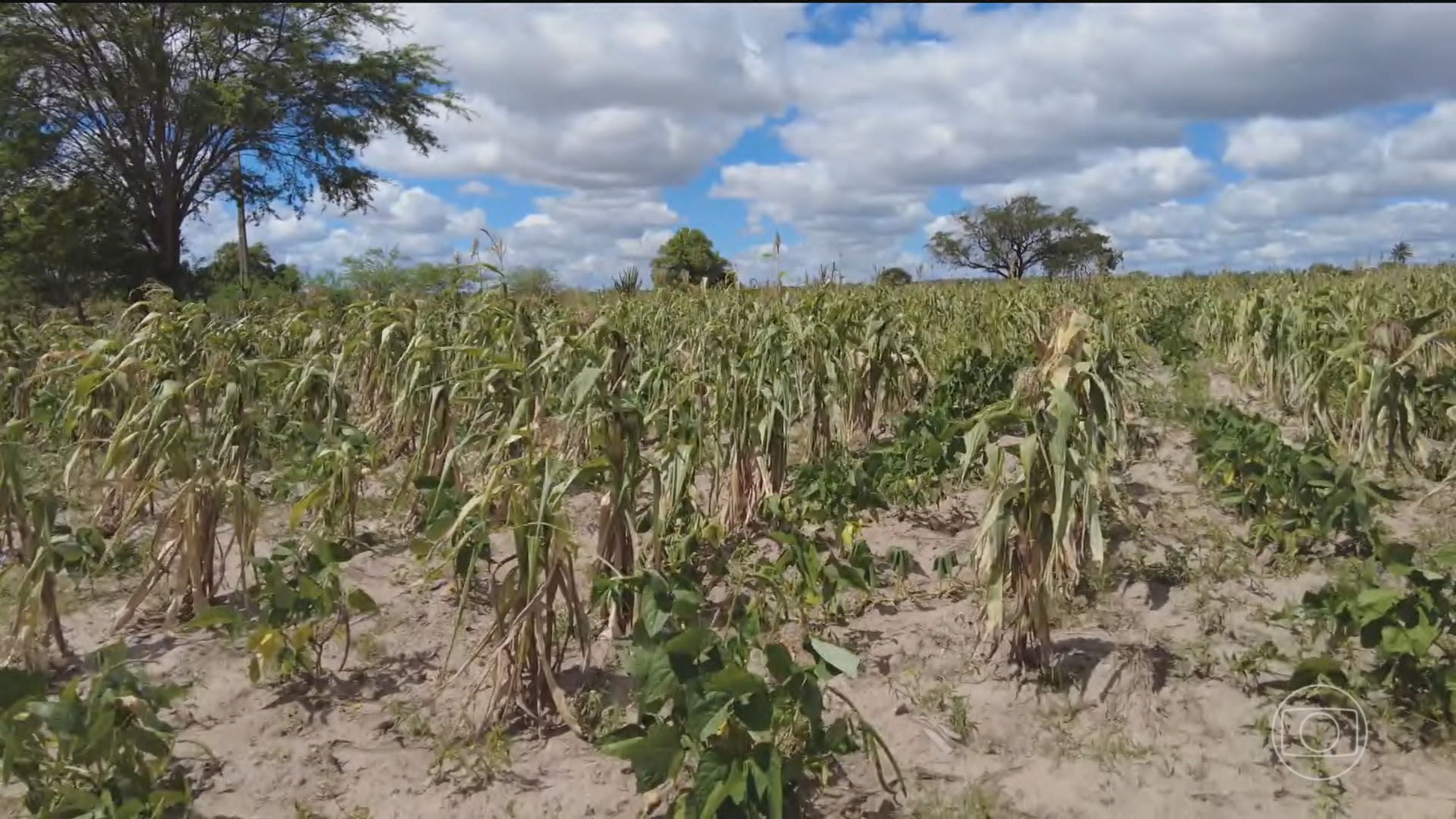 No Sertão de Sergipe, seca avança sob influência do El Niño e deixa marcas no campo