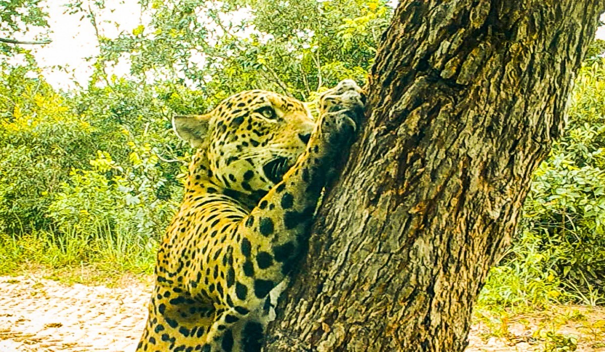 Onça-pintada é flagrada afiando garras a 2 metros de altura na Amazônia; VÍDEO
