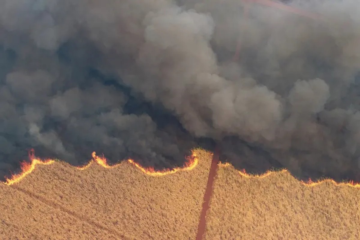Incêndio agrava perdas na cana-de-açúcar em SP, que sofre com seca desde abril: 'Queimar cana é queimar dinheiro', diz presidente de associação