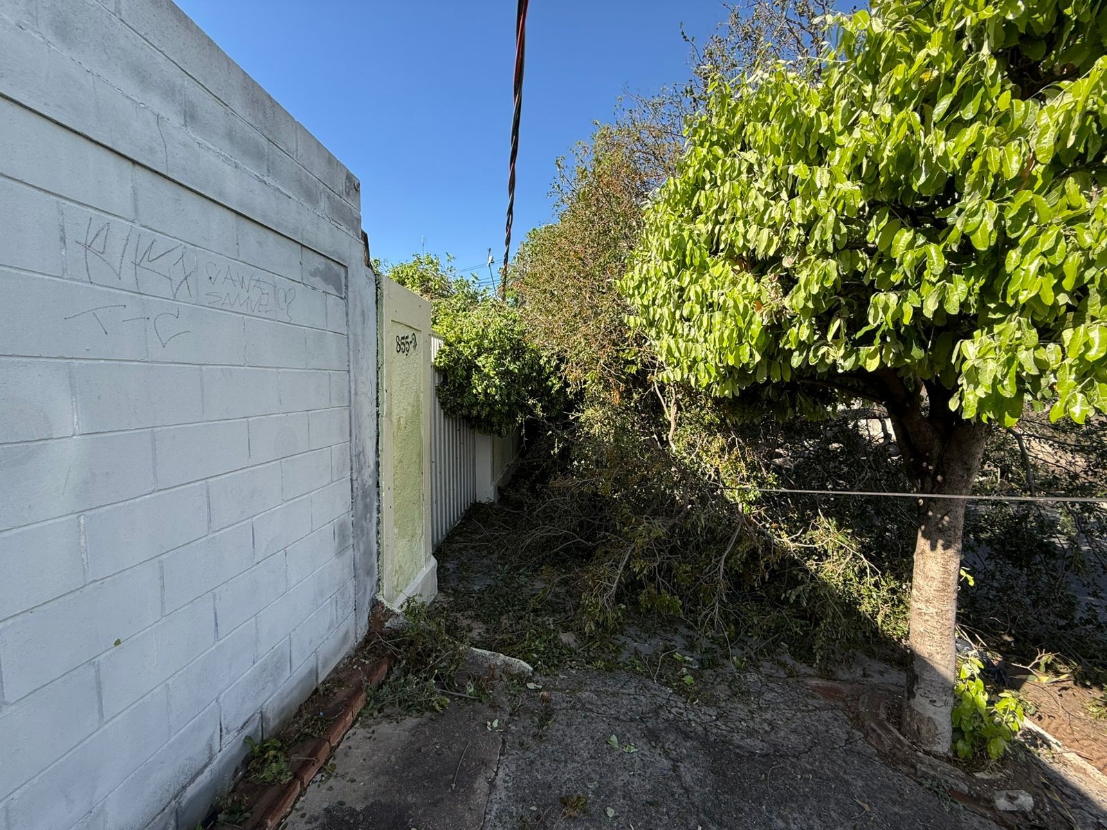 Sem energia e com árvore na porta de casa: moradores de Campinas amanhecem sob reflexos de tempestade