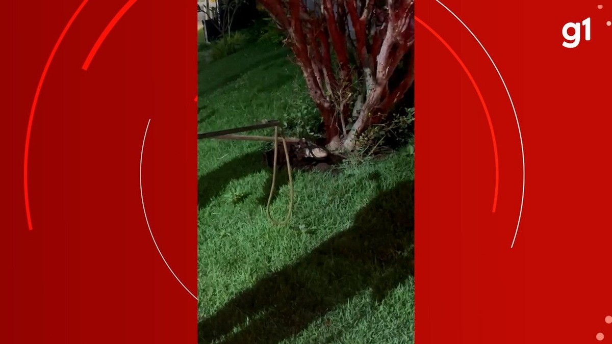 'Agora que todo mundo já conhece, ele vai ficar aqui', diz dono de ...