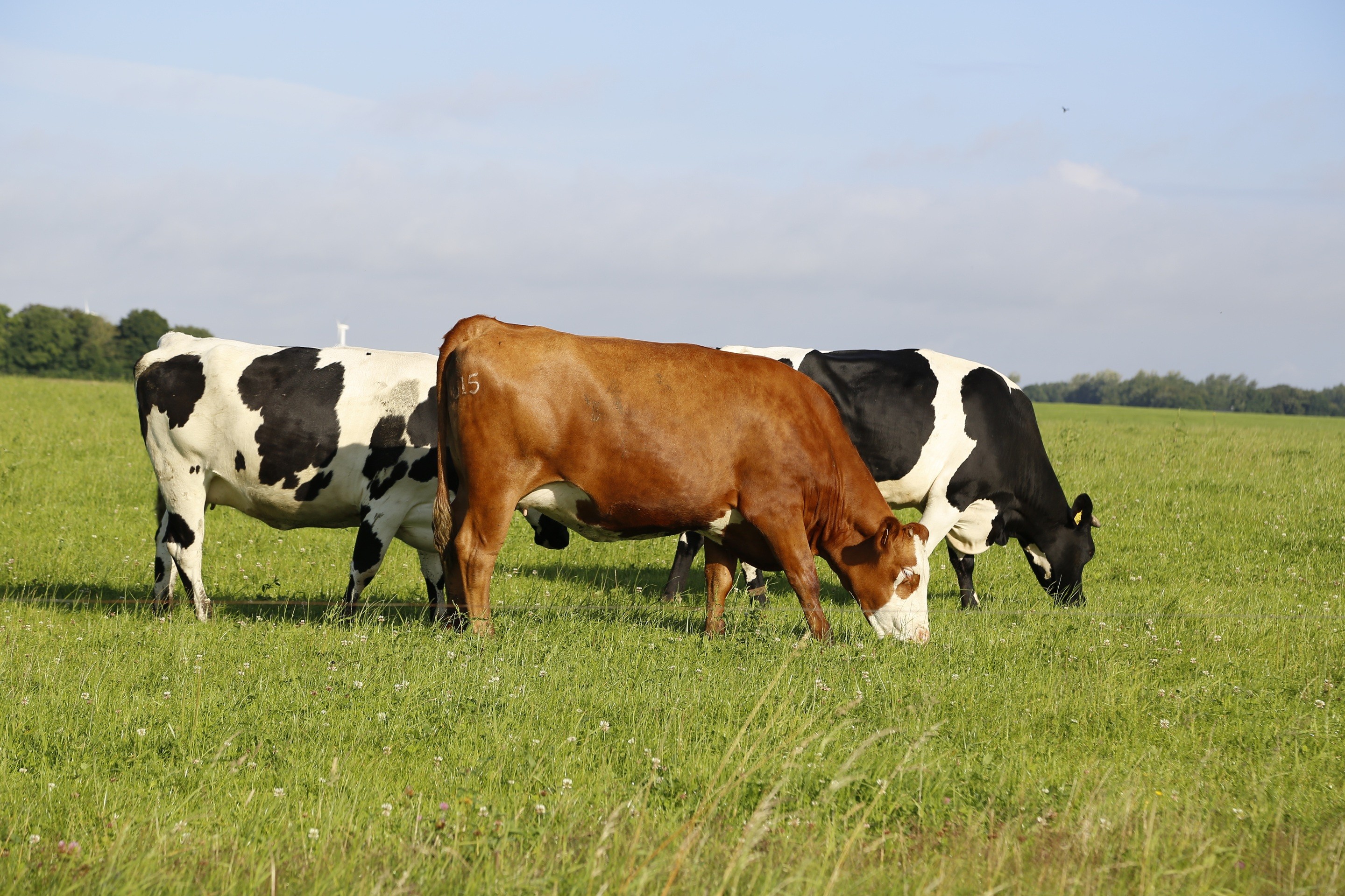 Vaca-louca: como proteínas podem infectar seres vivos?