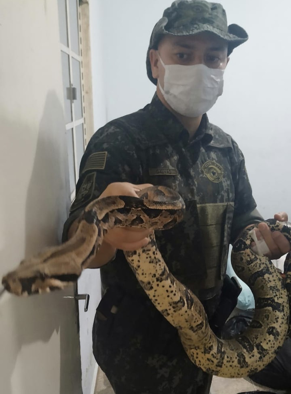 Polícia apreende 17 cobras, jabuti, maconha e ovos de répteis em