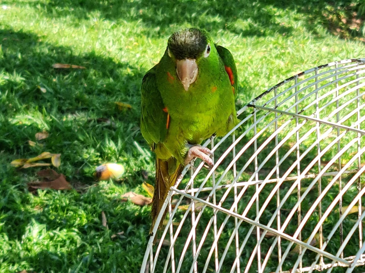 Apreensões revelam que criação ilegal de pássaros ainda é comum no Amazonas