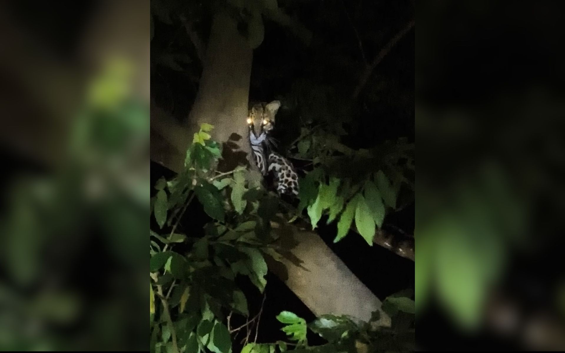 Jaguatirica é avistada em árvore de parque urbano da Represa de Rio Preto