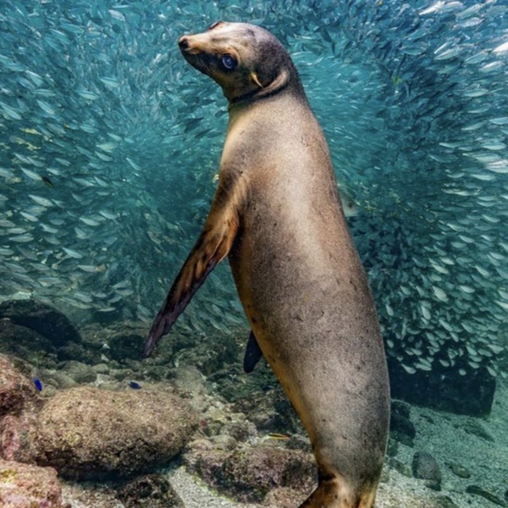A foto deste leão-marinho foi a vencedora na categoria Big and Small Underwater Faces ('Grandes e Pequenas Faces Subaquáticas') — Foto: GLENN OSTLE