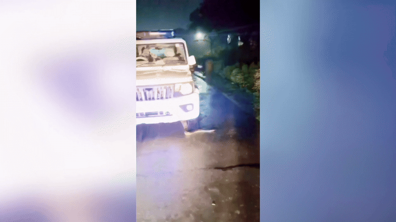 Cobra píton de quase 4 metros sai de dentro de carro da polícia; VÍDEO