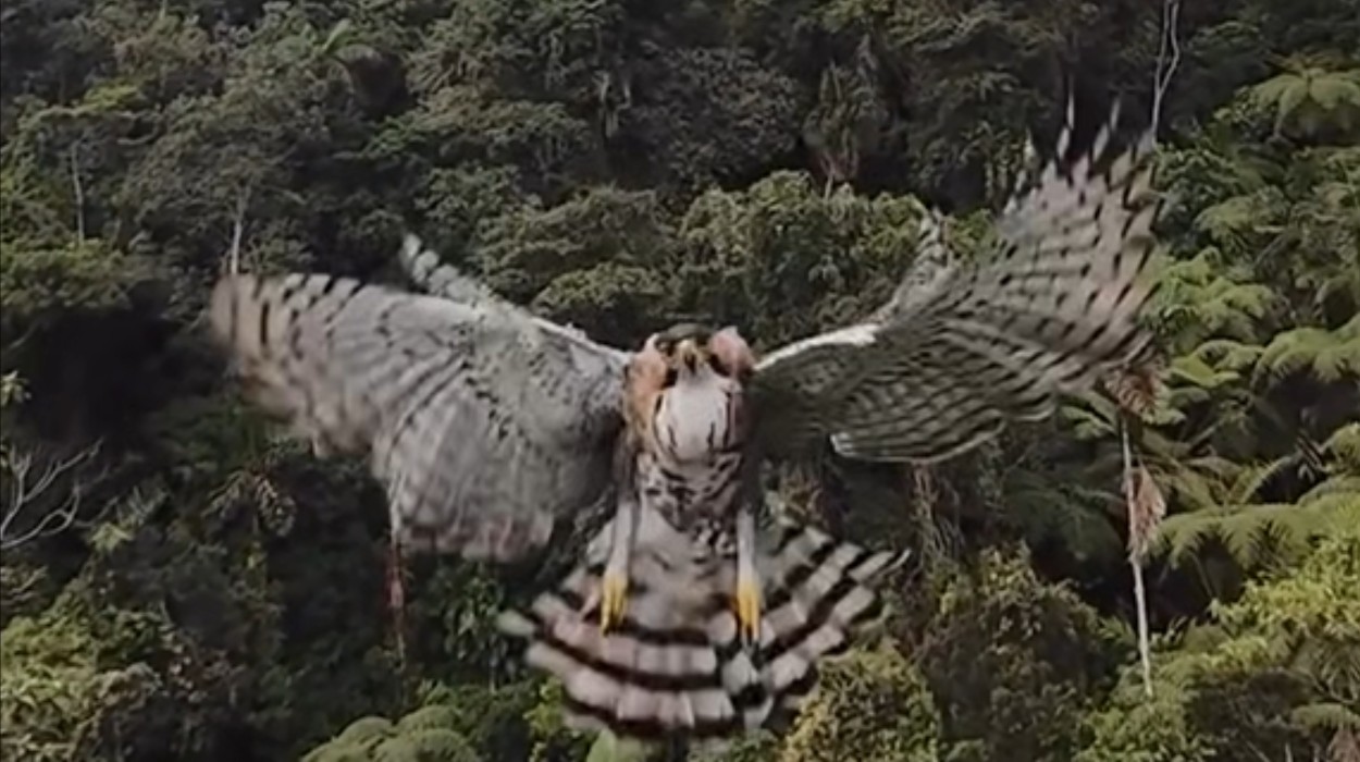 Águia ataca drone durante monitoramento em reserva na Colômbia
