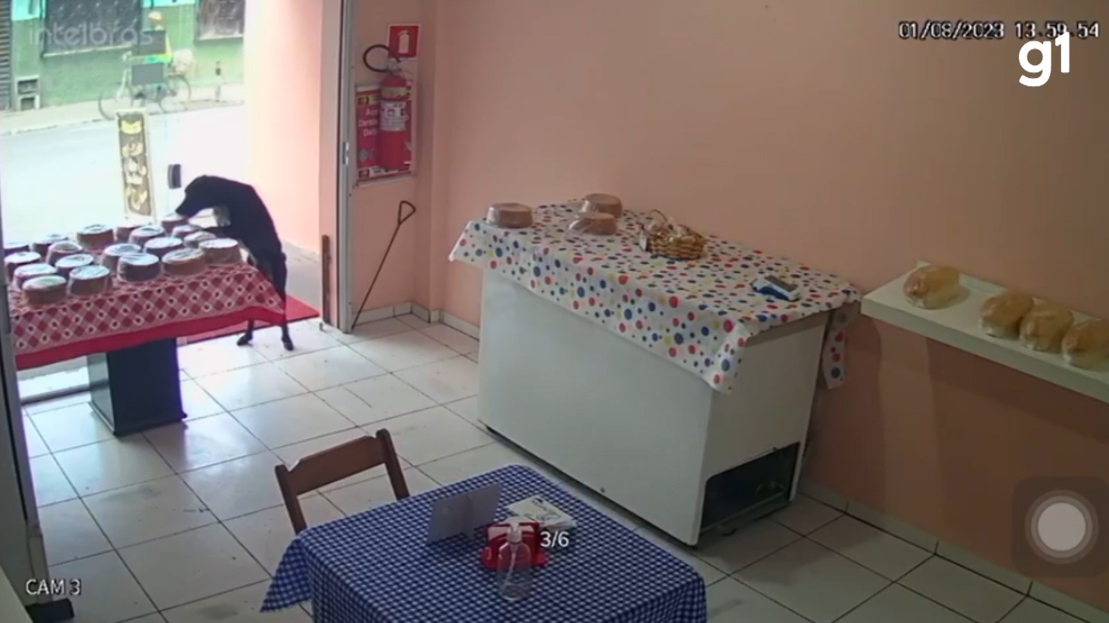 Câmera de segurança flagra momento em que cachorro furta bolo em loja na Bahia