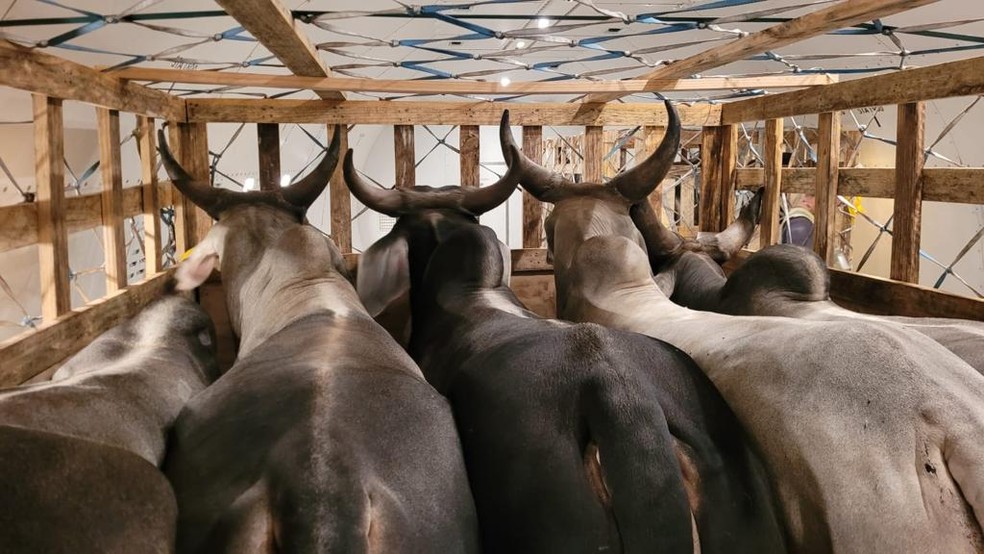 Cada baia de madeira tem capacidade para quatro ou cinco touros Guzerá — Foto: Cristiano Lima/Divulgação