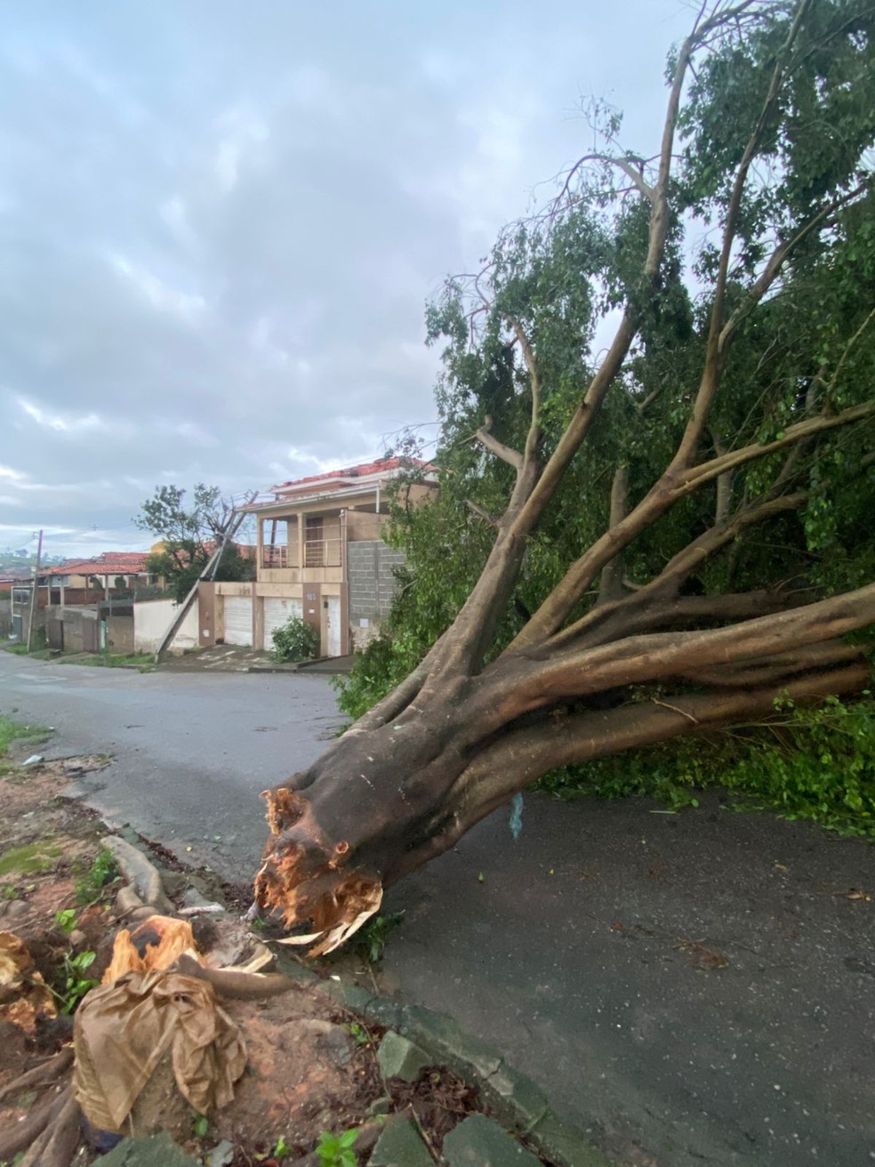 Árvore caiu durante a chuva forte em Carmo da Mata — Foto: Cemig/Divulgação