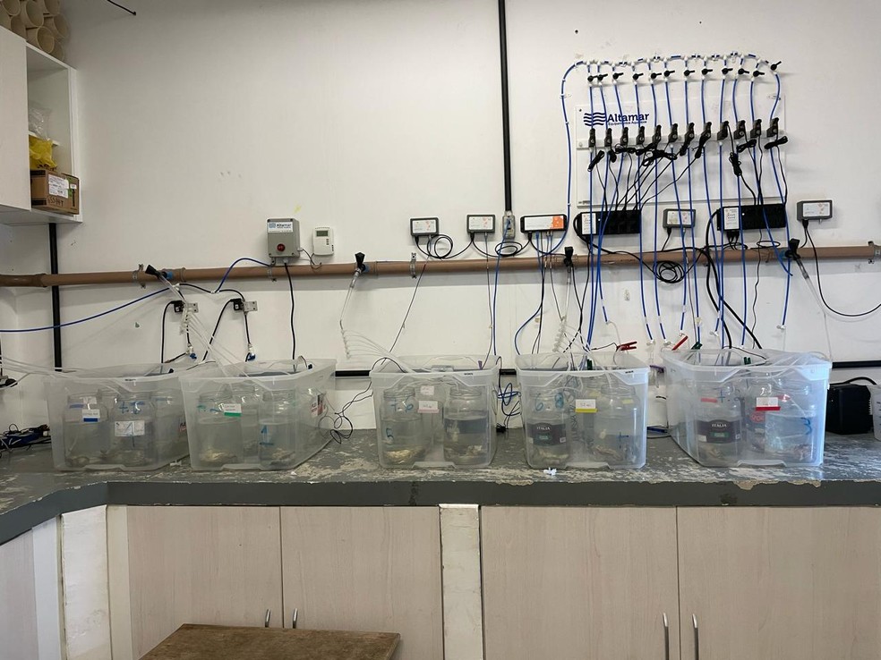 Ostras foram expostas à cocaína para estudo de tese de doutorado de pesquisadora da Unesp de São Vicente, SP — Foto: Arquivo Pessoal