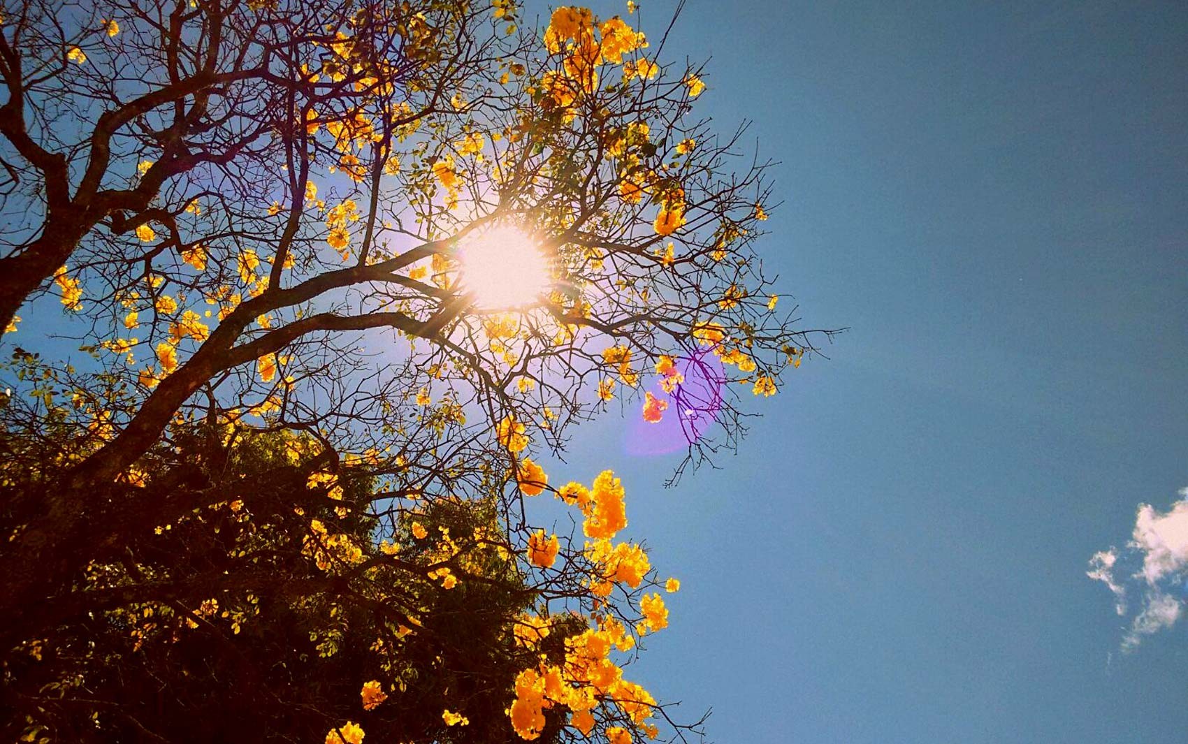 Primavera começa nesta segunda; no DF, calor e chuvas isoladas devem marcar chegada da estação