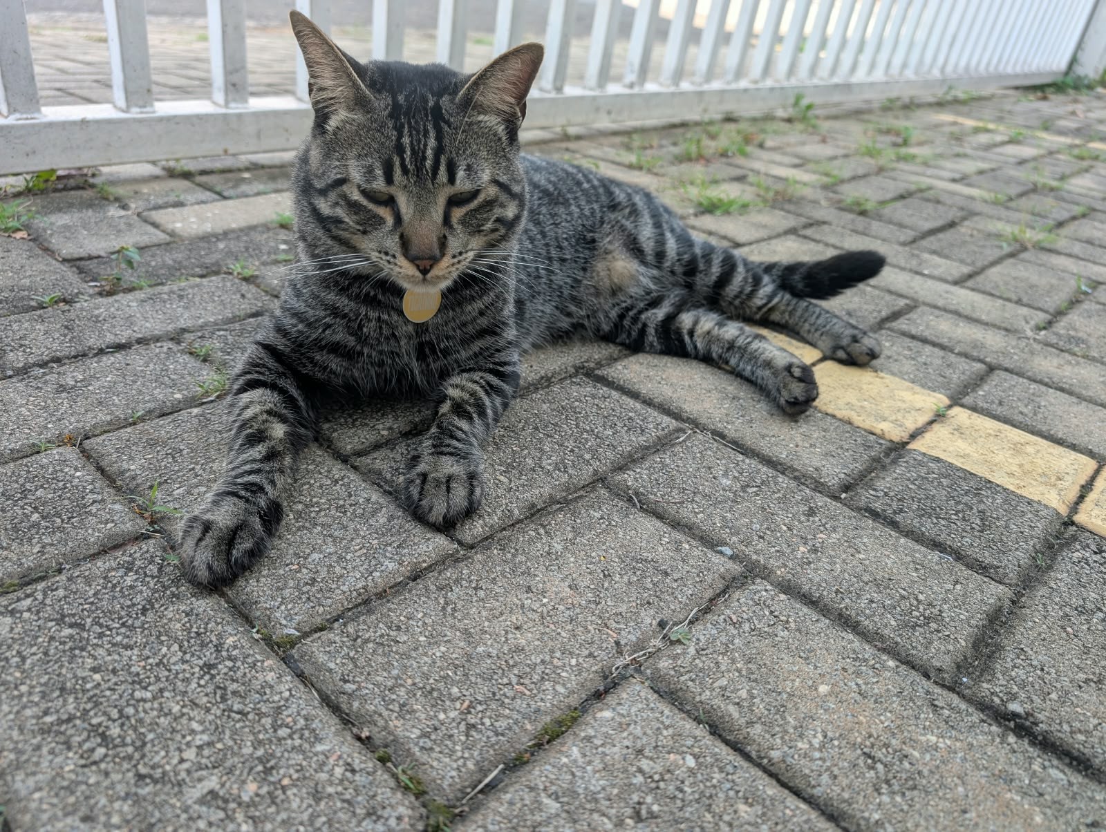 Gato perde visão de um olho após ser encontrado ferido em rua de Campinas; polícia investiga