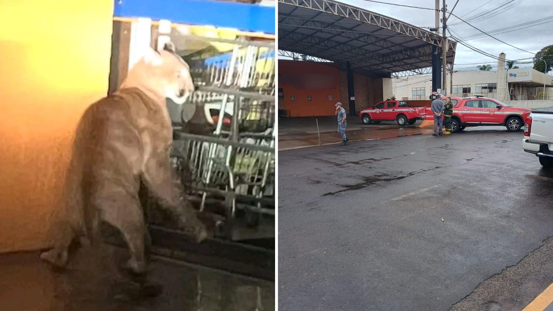 Registros de animais silvestres em áreas urbanas aumentam no interior de SP; confira orientações