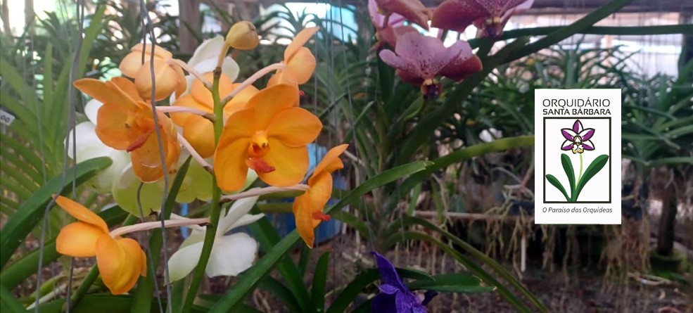 15º Festival de Orquídeas no Orquidário Santa Bárbara