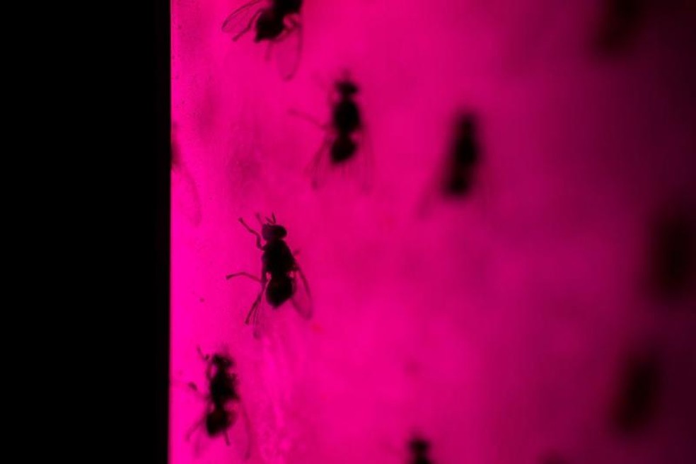 O estudo das moscas trouxe amplo reconhecimento a Lemaitre. — Foto: GETTY IMAGES via BBC
