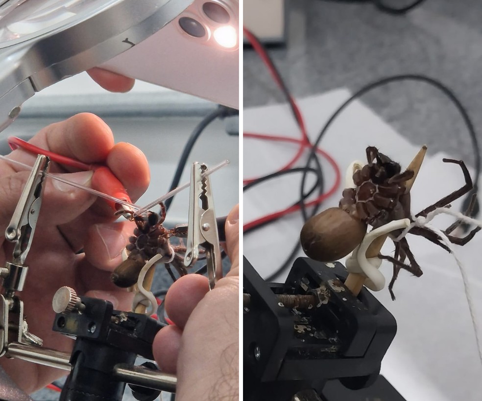 Thomaz Rocha e Silva coleta veneno de aranha armadeira em laboratrio  Foto: Arquivo pessoal
