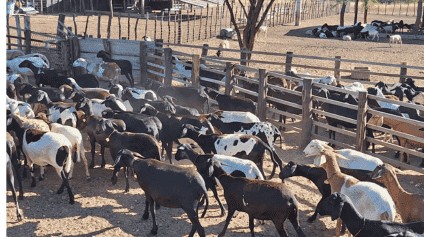 Cordeiro Patriota aposta em raças nativas e leva carne potiguar para todo país