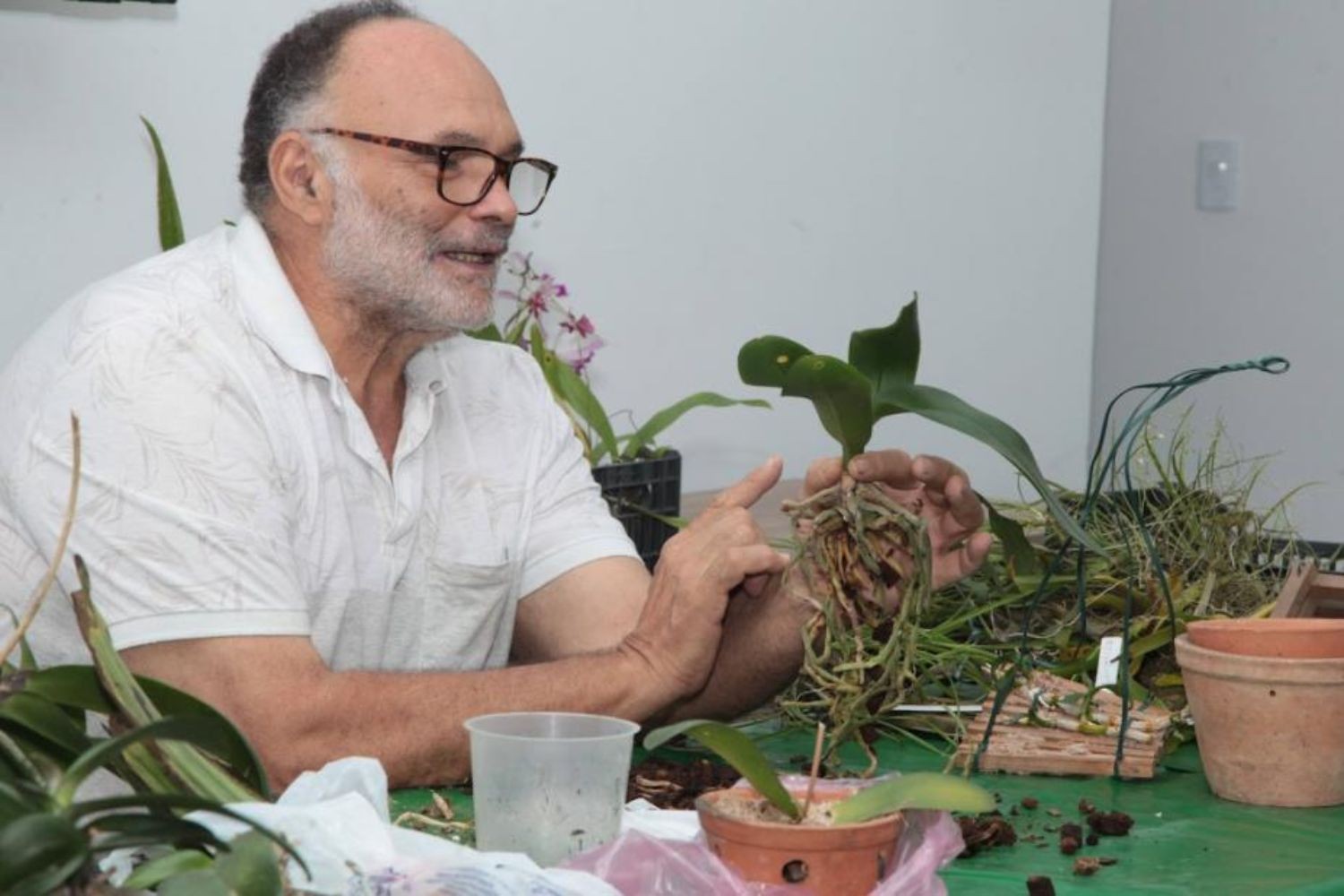 Orquidário de Santos realiza oficina de cultivo de orquídeas no fim de semana; veja como participar
