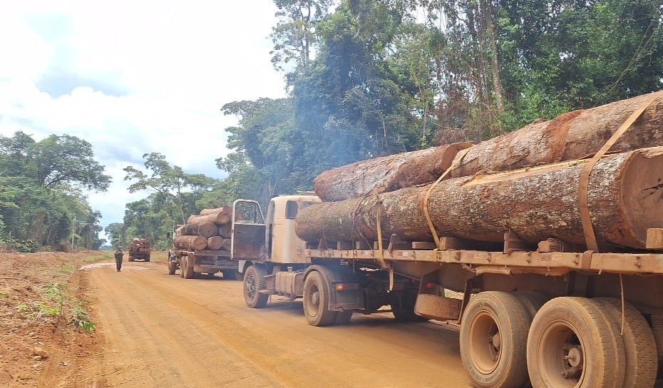 Motoristas fogem e cinco caminhões com madeira ilegal são apreendidos em Feliz Natal (MT)