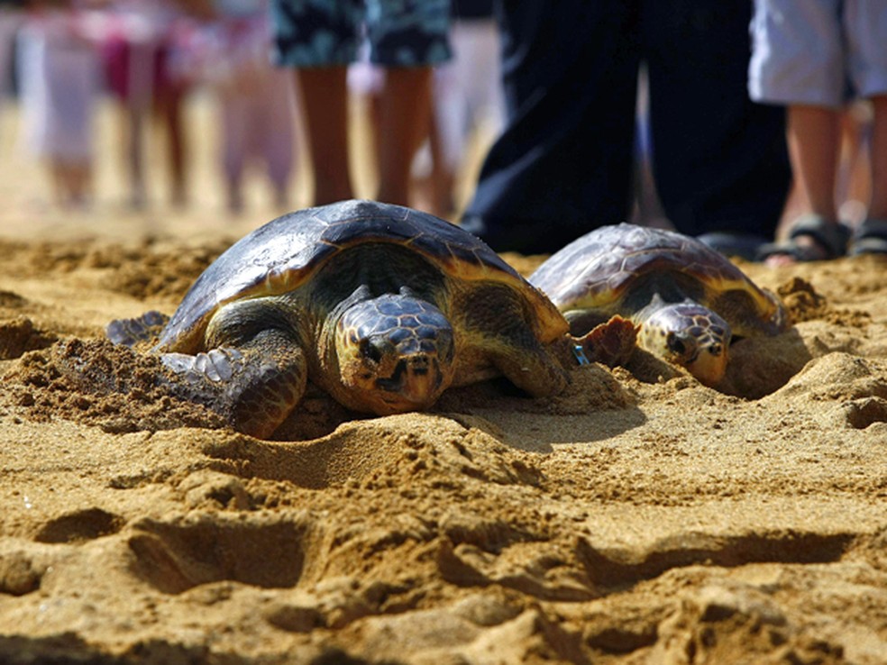 Seis tartarugas-cabeçudas (Caretta caretta), que receberam tratamento médico após serem capturadas acidentalmente por pescadores, foram levadas à praia nesta quinta-feira (11) em Gnejna Bay, em Malta. Técnicos auxiliaram os animais no retorno ao mar. — Foto: Darrin Zammit Lupi/Reuters