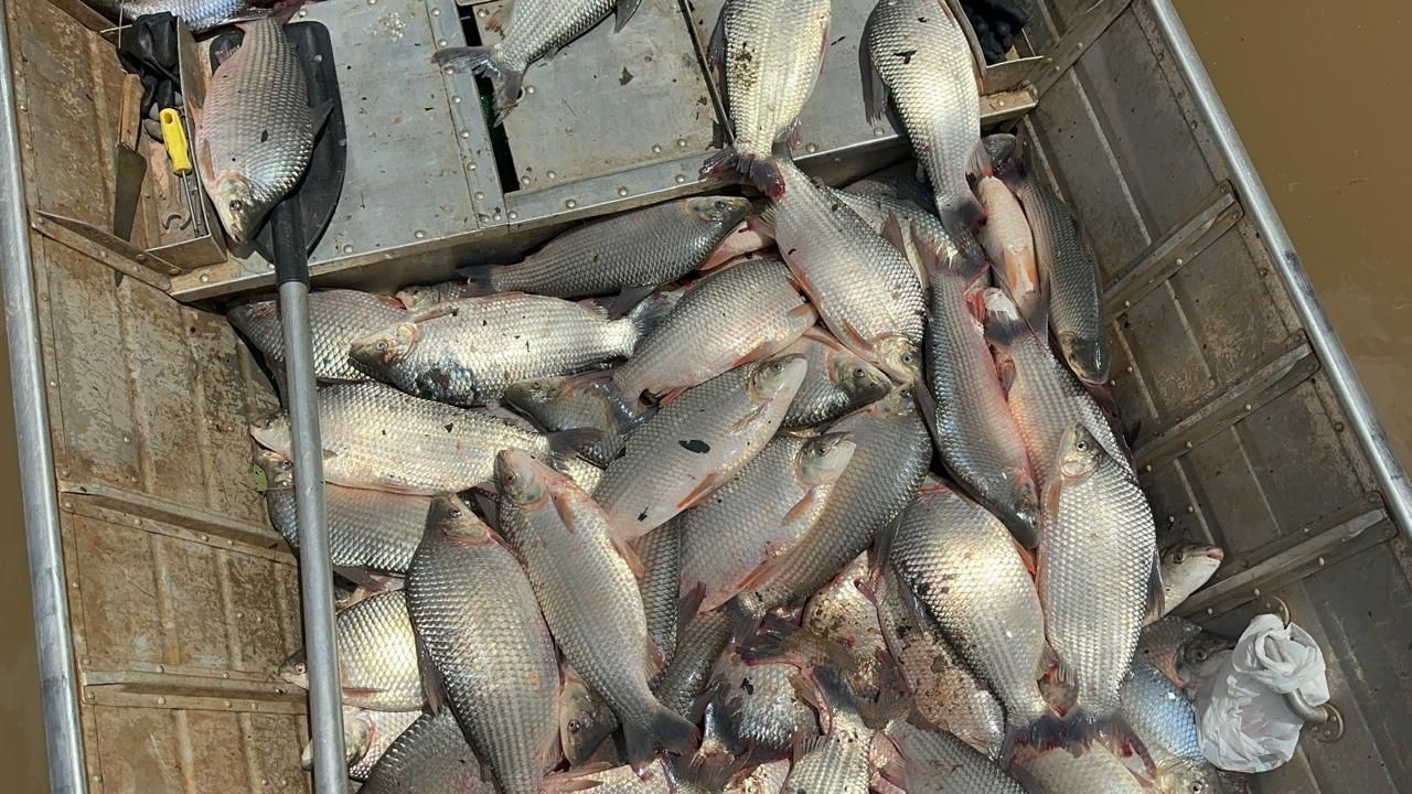 Polícia apreende meia tonelada de peixes e multa trio em R$ 32 mil por pesca ilegal no interior de SP