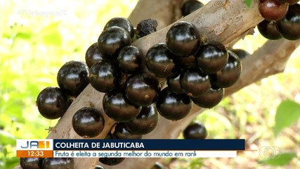 Jabuticaba é eleita a segunda melhor fruta do mundo em ranking internacional