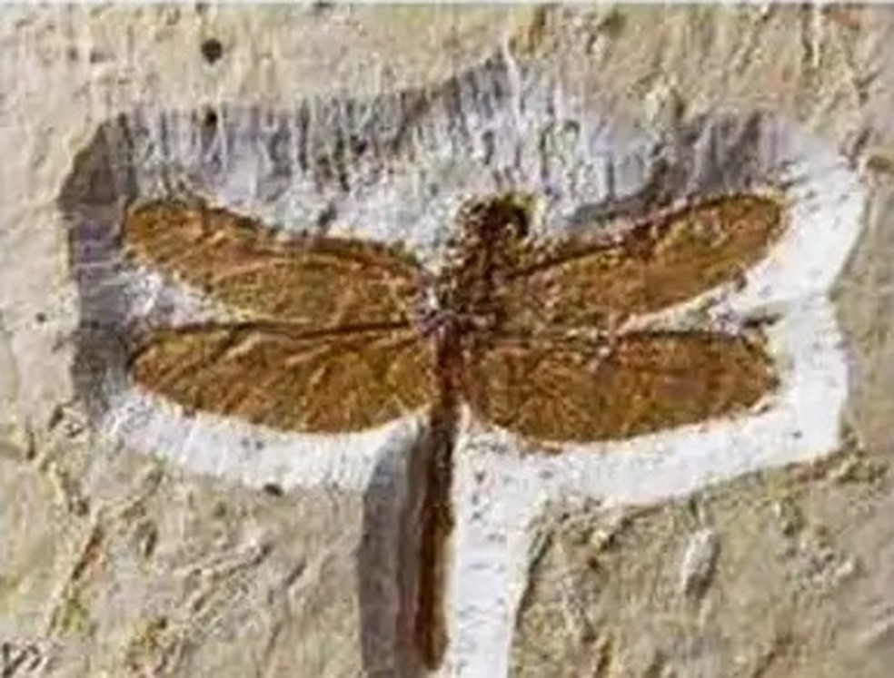 Fóssil foi retirado de sítio no Ceará — Foto: Divulgação