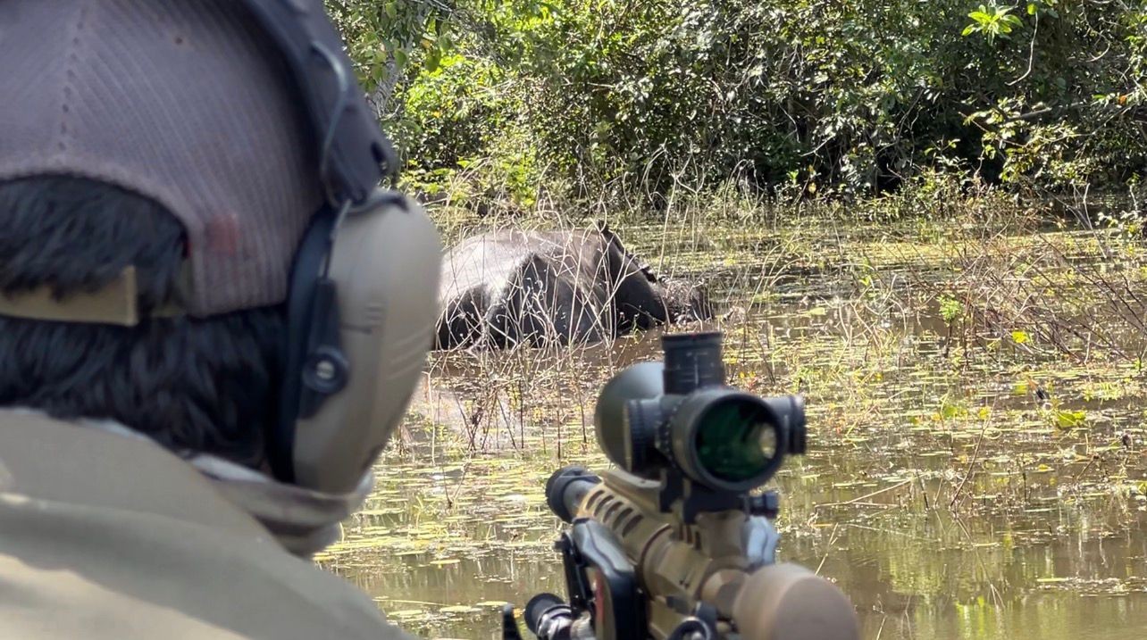 MPF pede à Justiça que ICMBio suspenda abate de búfalos invasores em reservas na Amazônia 