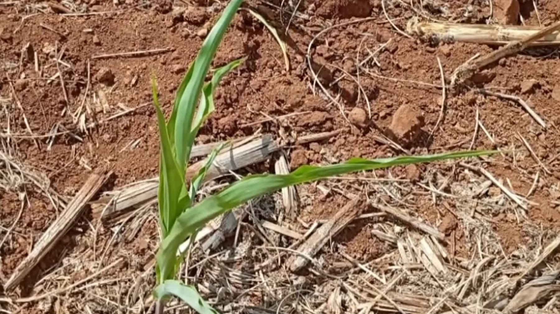 Seca causa prejuízo de R$ 69 milhões em cidade do PR e leva 12 municípios a decretarem emergência