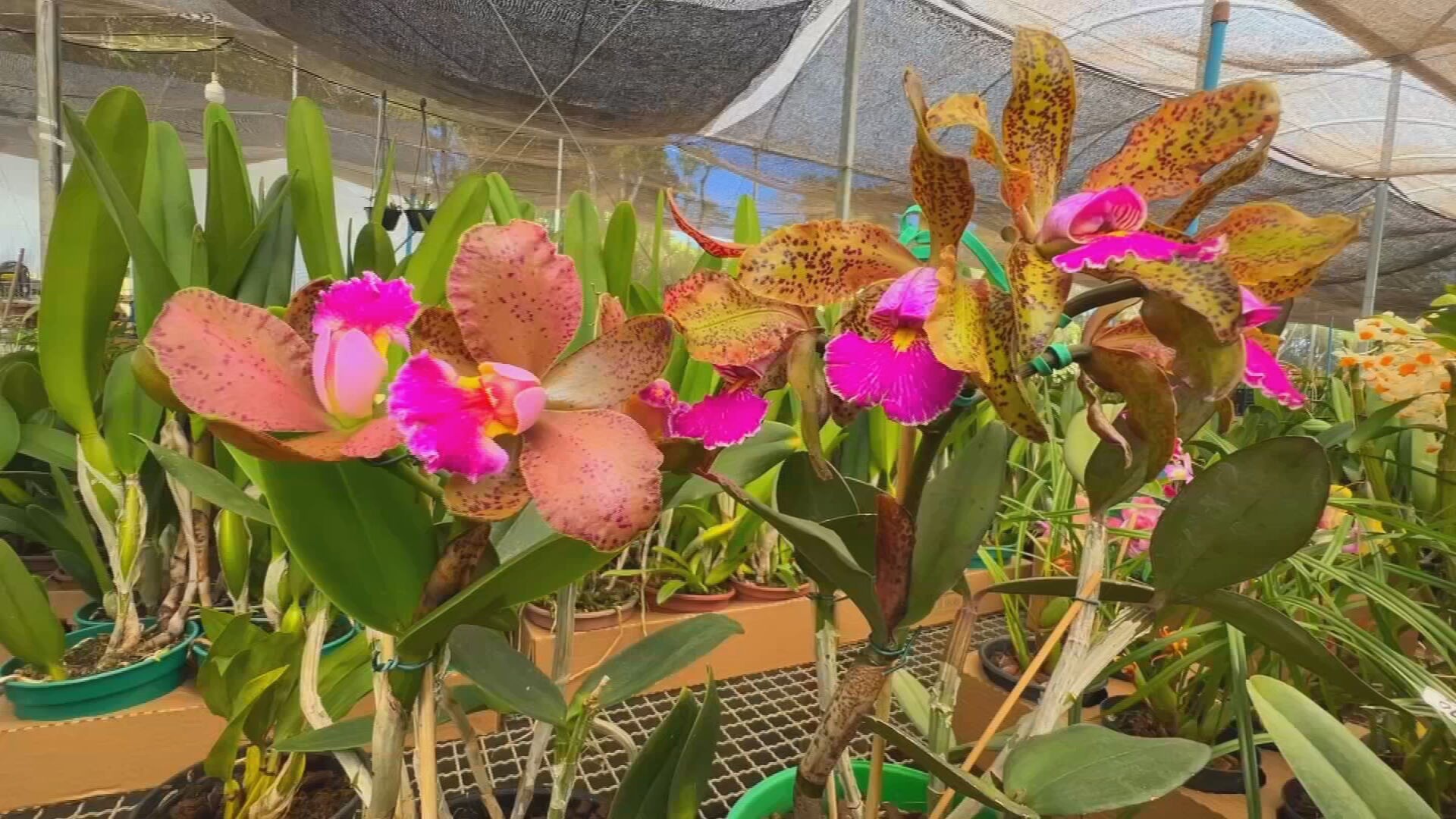 Busca por orquídeas especiais não tem pausa